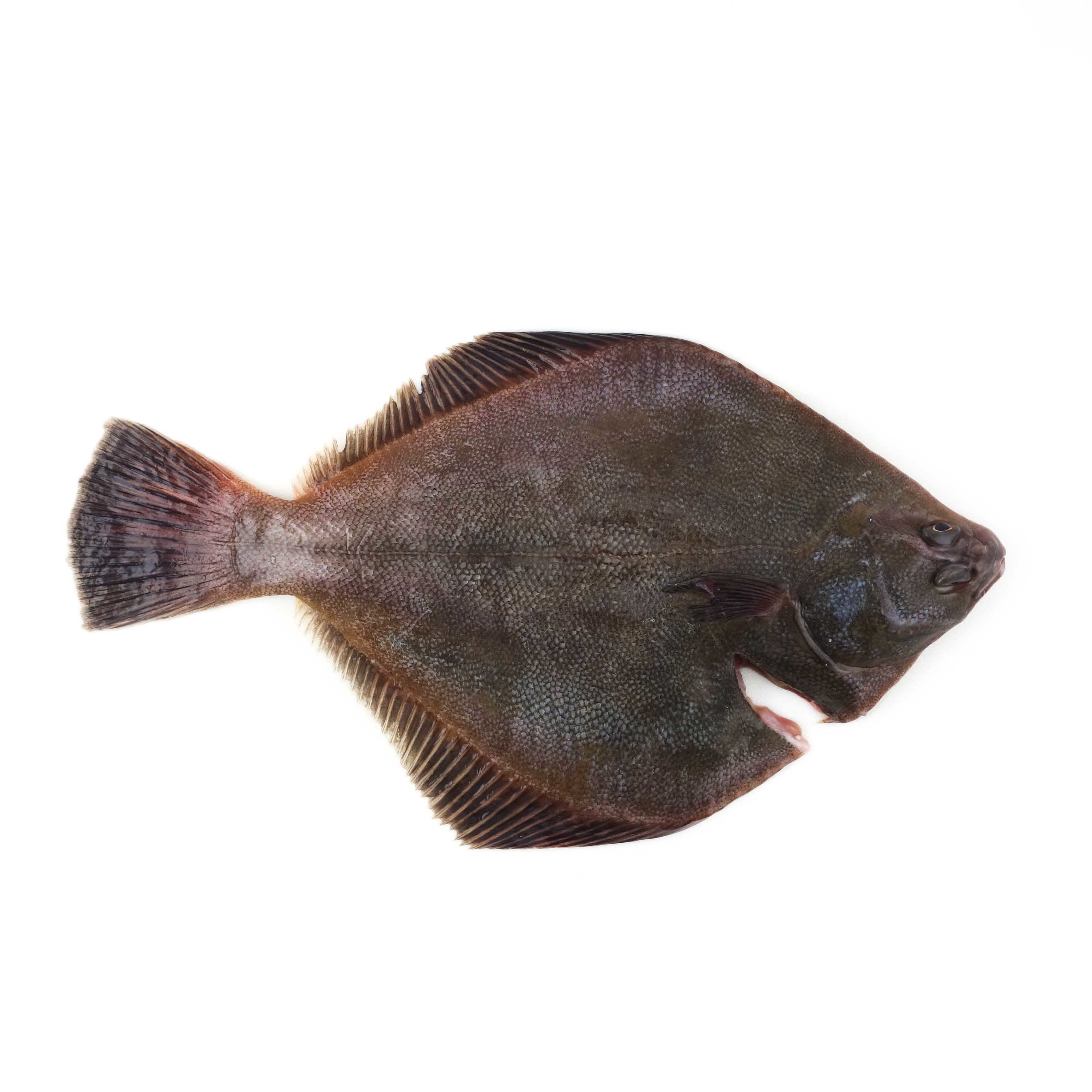 Frozen NZ Flounder G&G 