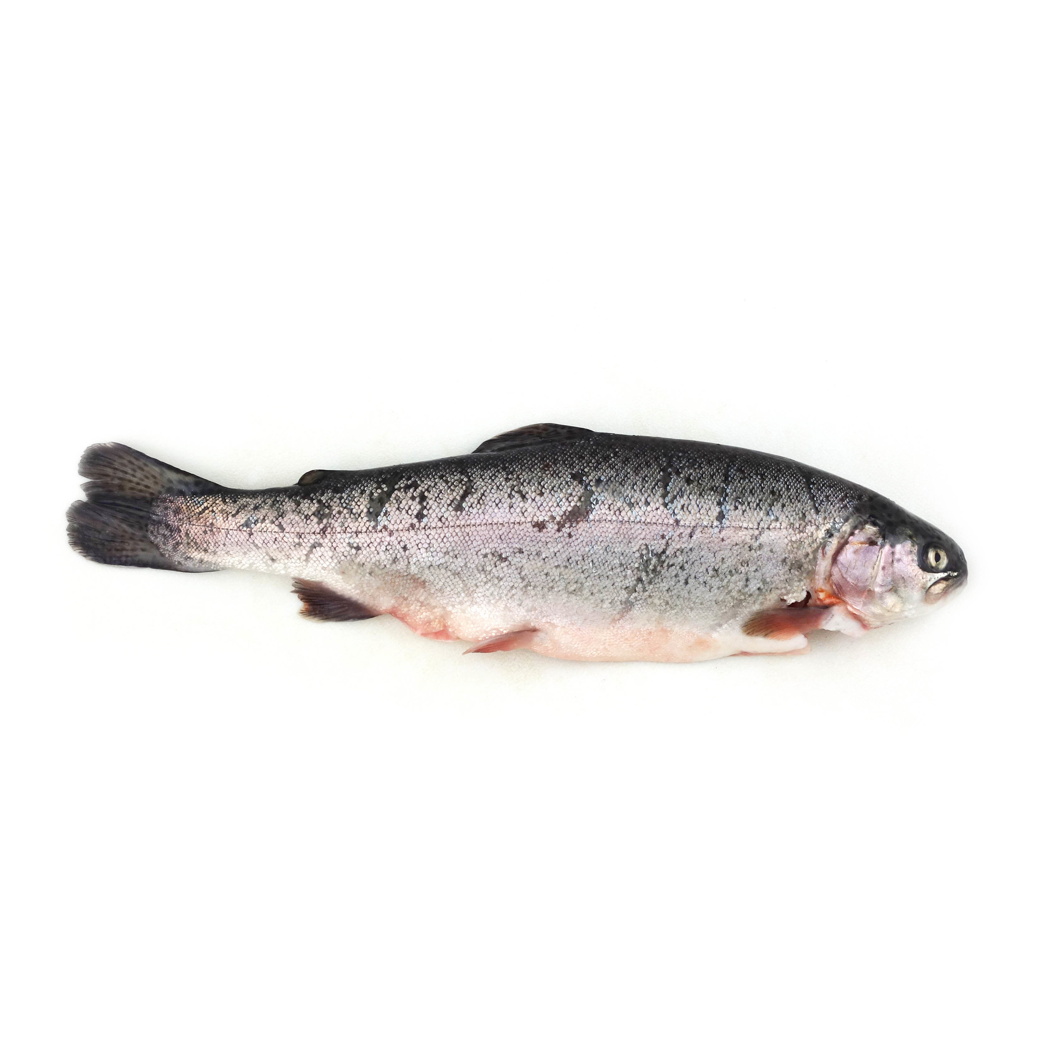 Frozen French Wild Pink River Trout Whole G&G