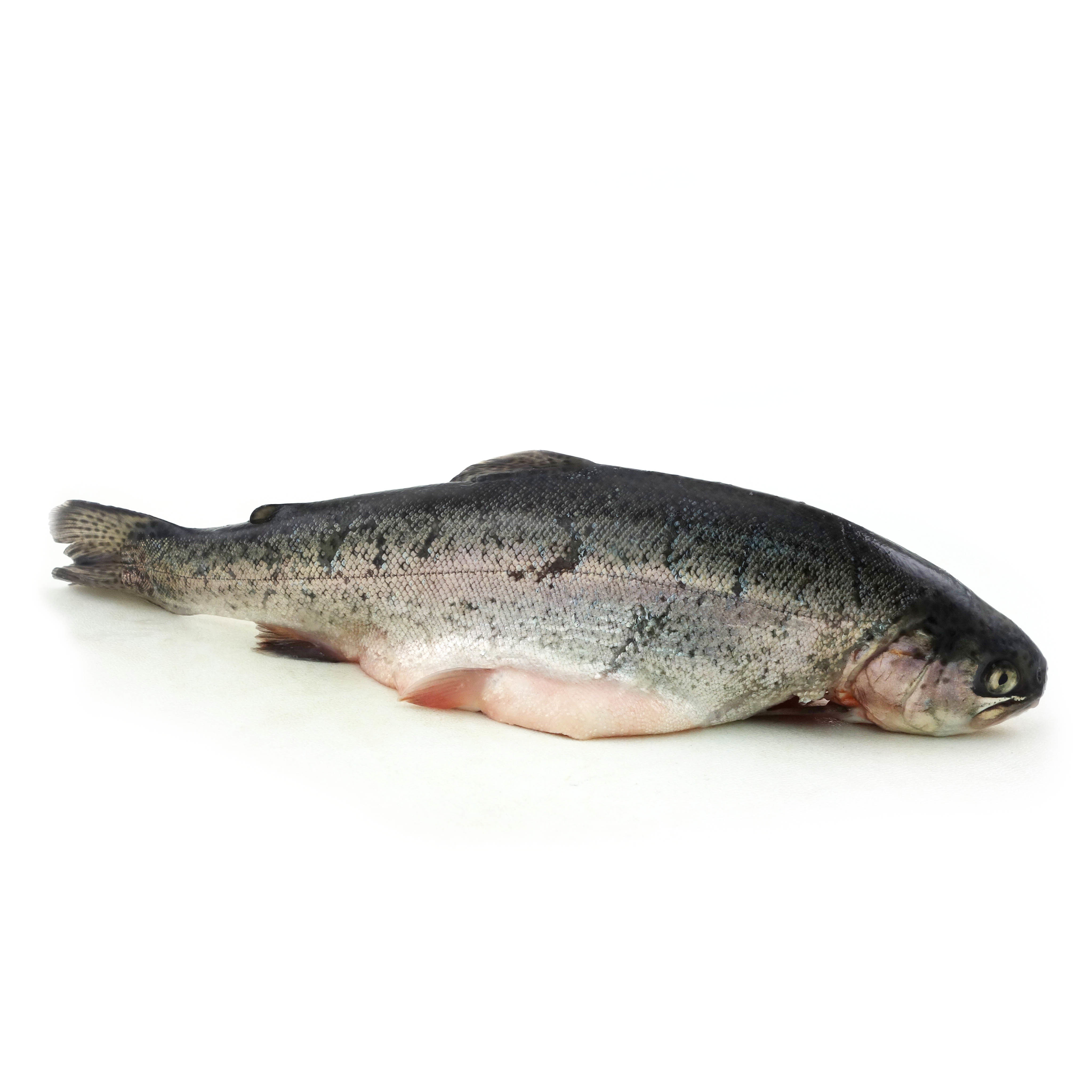 FZ Wild Pink River Trout Whole G&G - French 