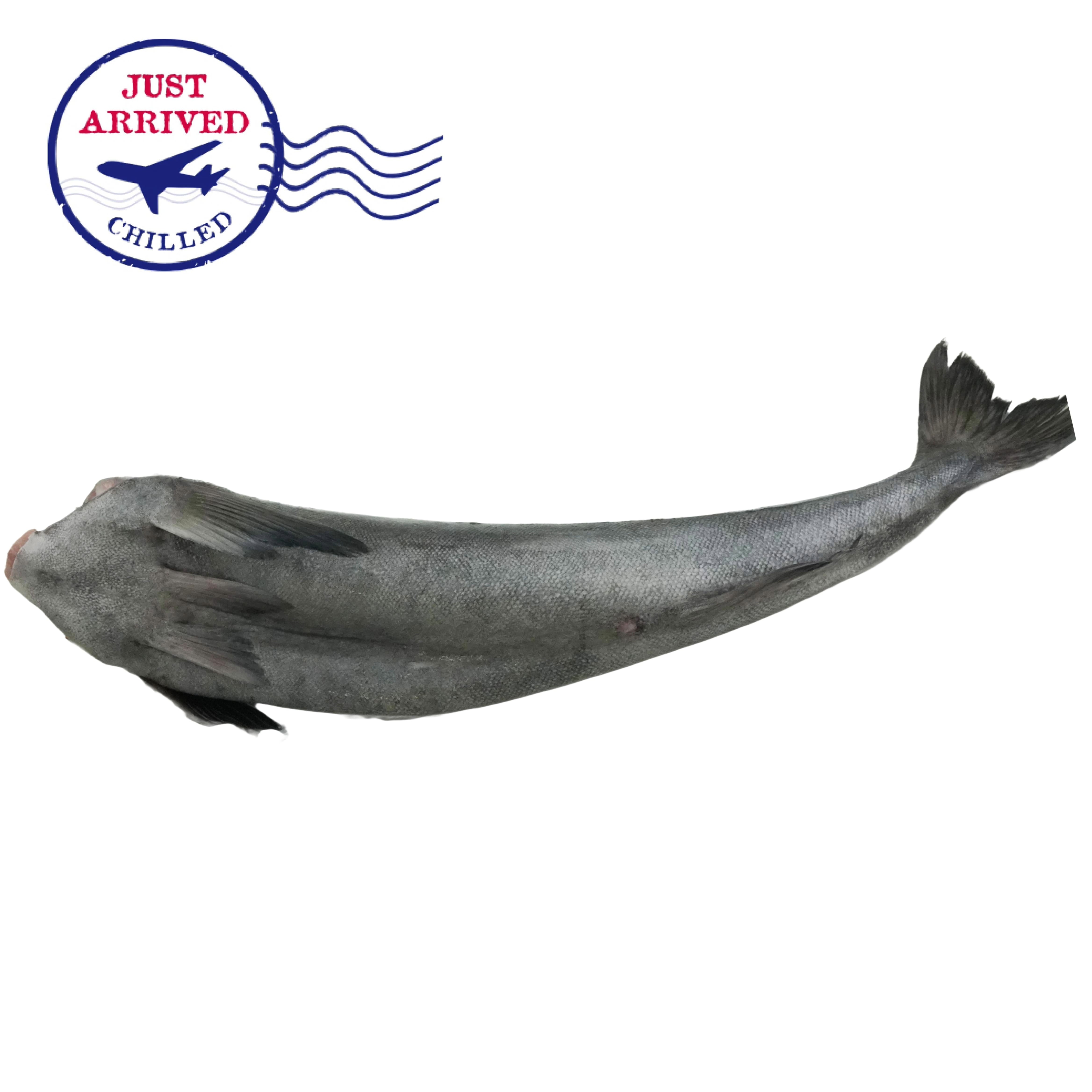 US Seremoni Grade Wild Caught Black Cod 7lb+ 