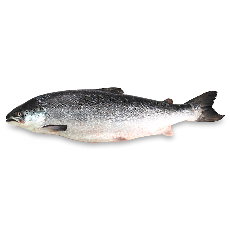 Frozen Norwegian Half Salmon