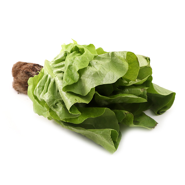 Buttercrunch Lettuce - Aus*