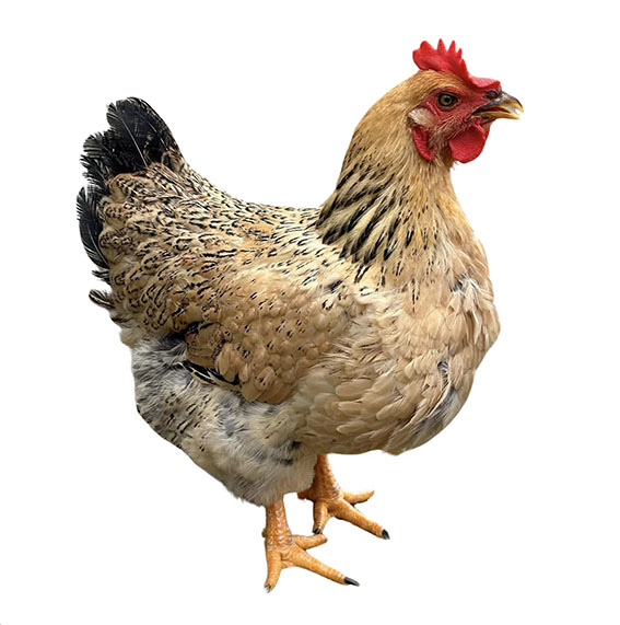 Hong Kong Farm Fresh Lung Chuen Chicken 1.5kg*