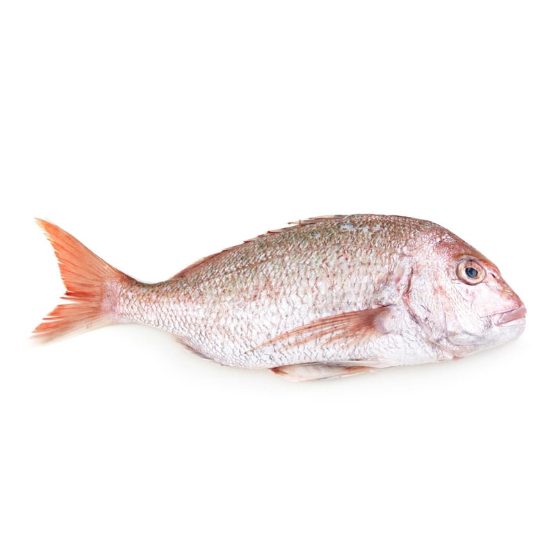 急凍澳洲原條野生捕獲鯛魚(Snapper) - 已去鰓及內臟