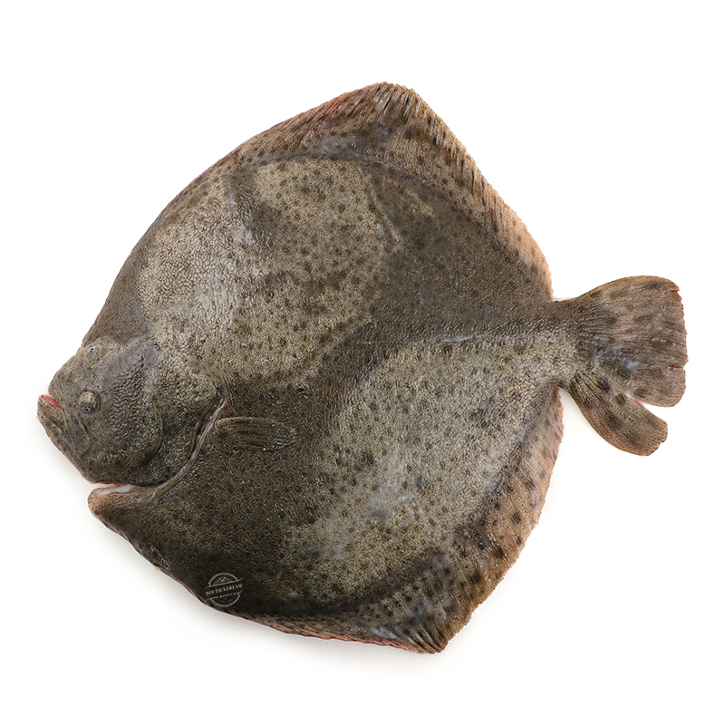 Spain Sustainable Farming Whole Turbot (Gilled and Gutted) 