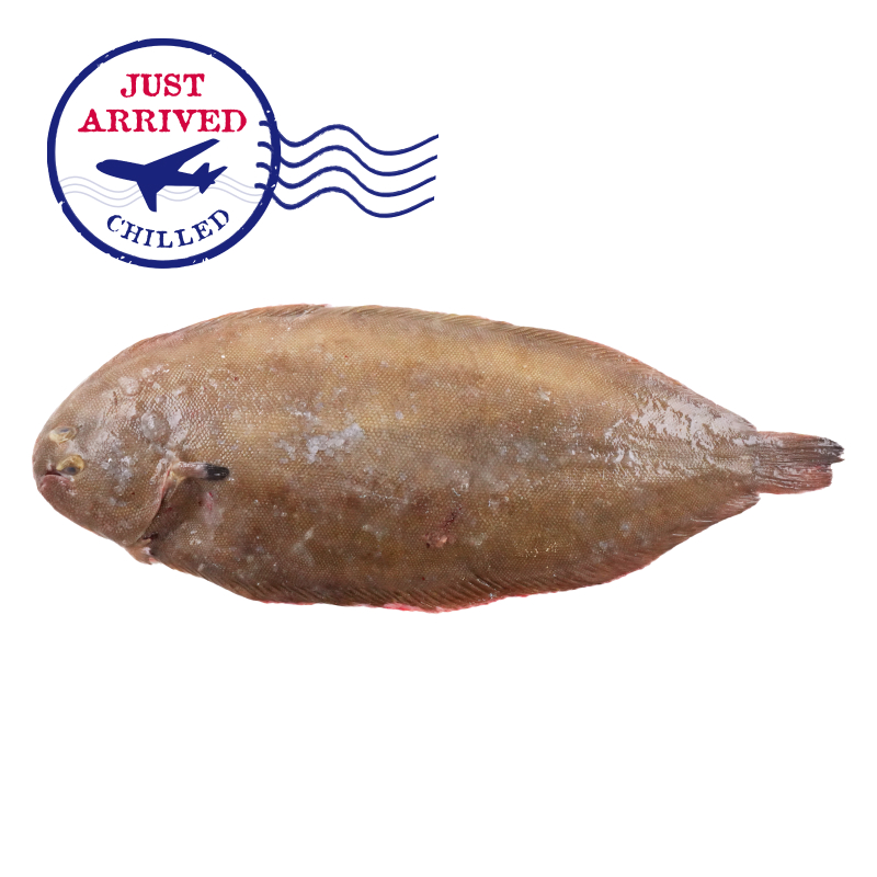 Gutted Dover Sole (pc)