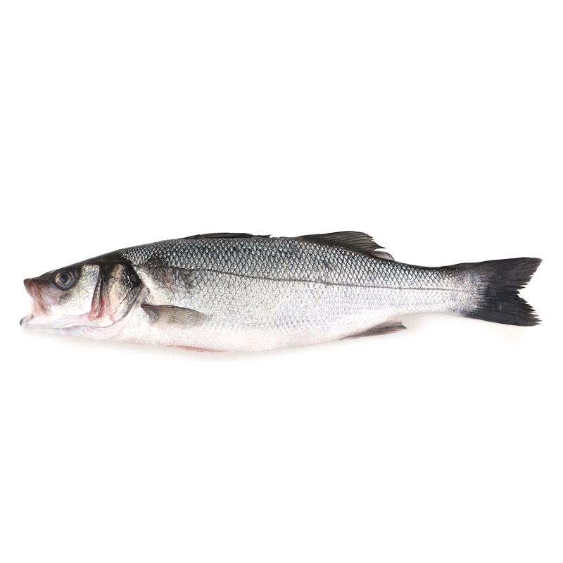 急凍荷蘭野生捕獲原條海鱸魚(Seabass)- 已去鰓及內臟