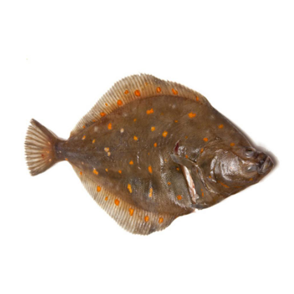 急凍法國野生原條鰈魚(Plaice)- 已去鰓及內臟