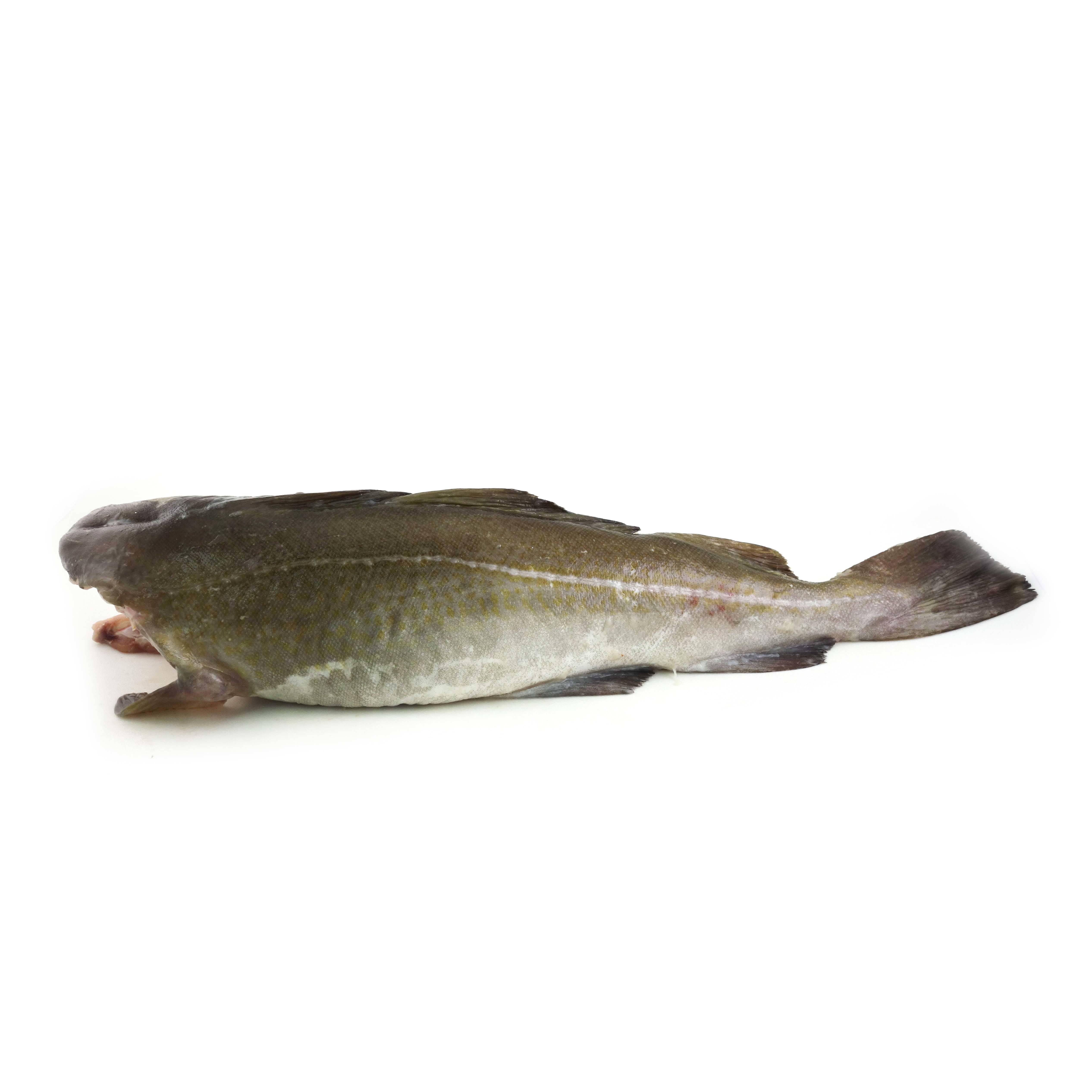 法國野生原條鱈魚(Cod)- 已去鰓及內臟