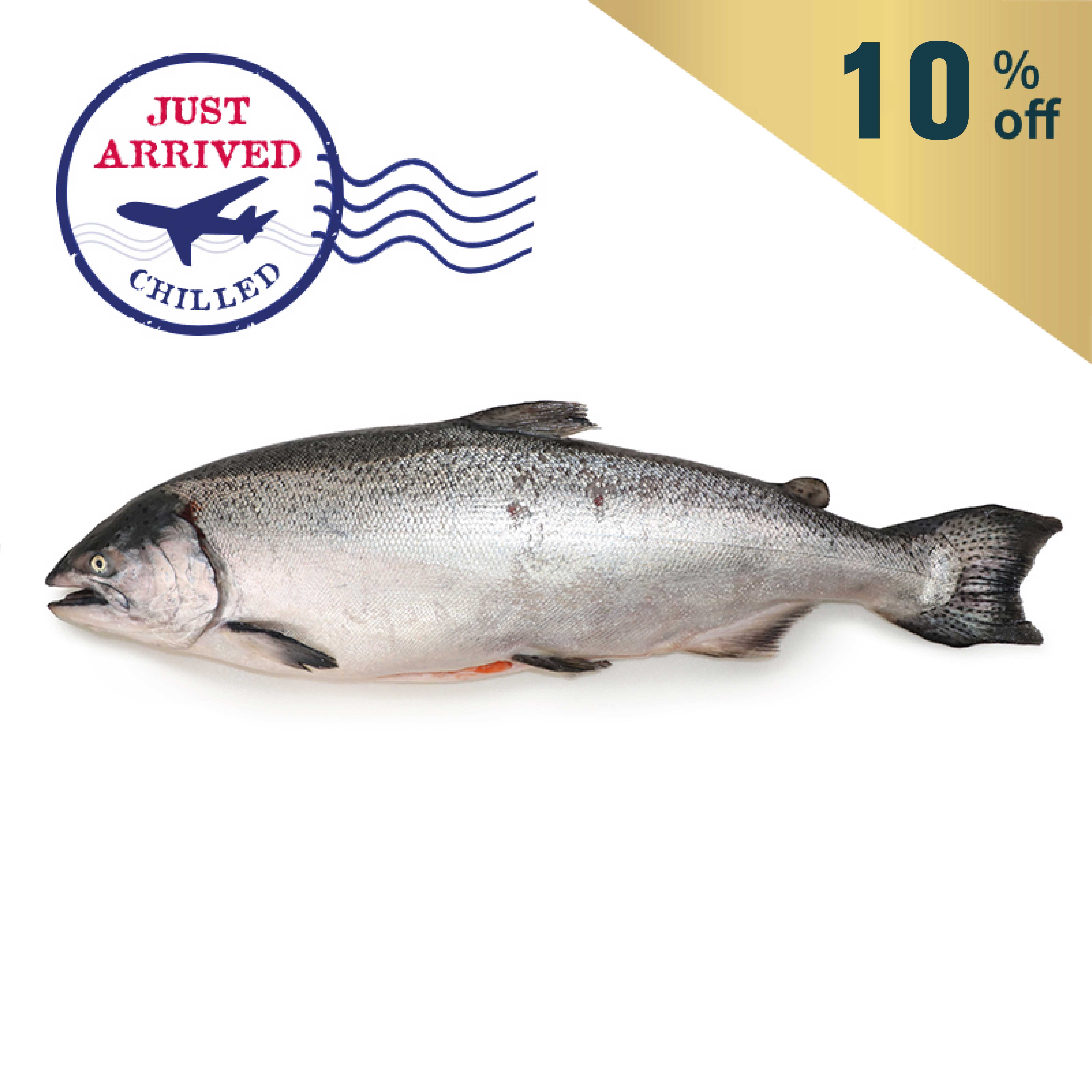 紐西蘭Big Glory Bay帝王三文魚 (已去鰓及內臟)