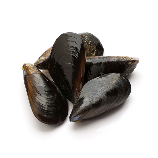 Live mussel 1kgs -Europe*