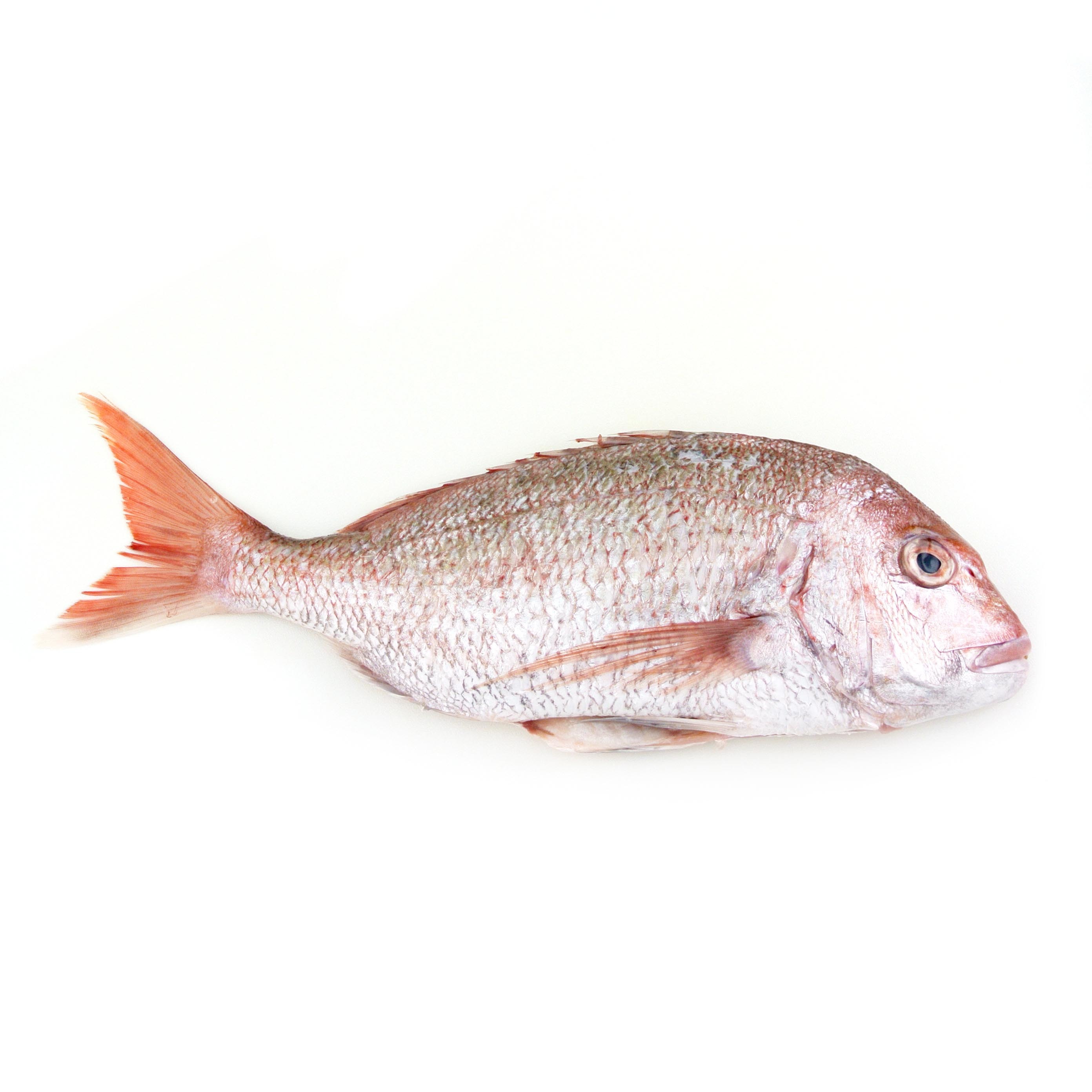 急凍澳洲原條鯛魚 Snapper 已去鰓及內臟 南川市場