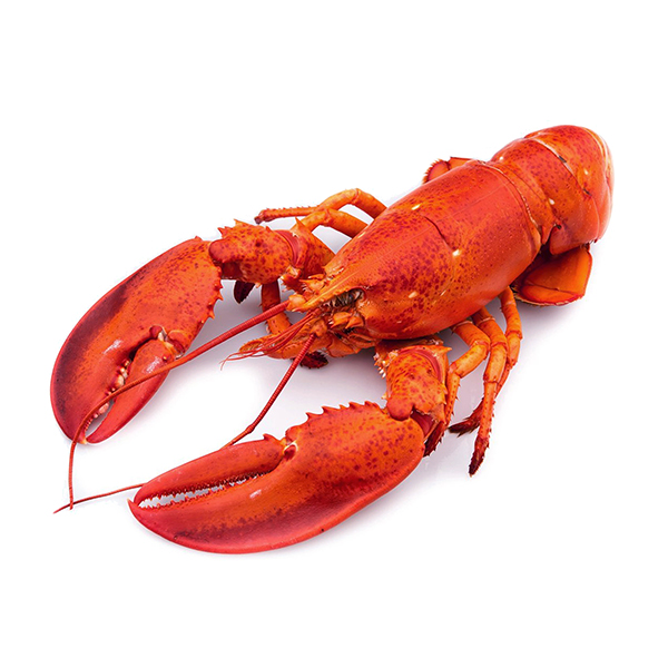Frozen Whole Cooked Lobster 350/500g (1pc) - Canada