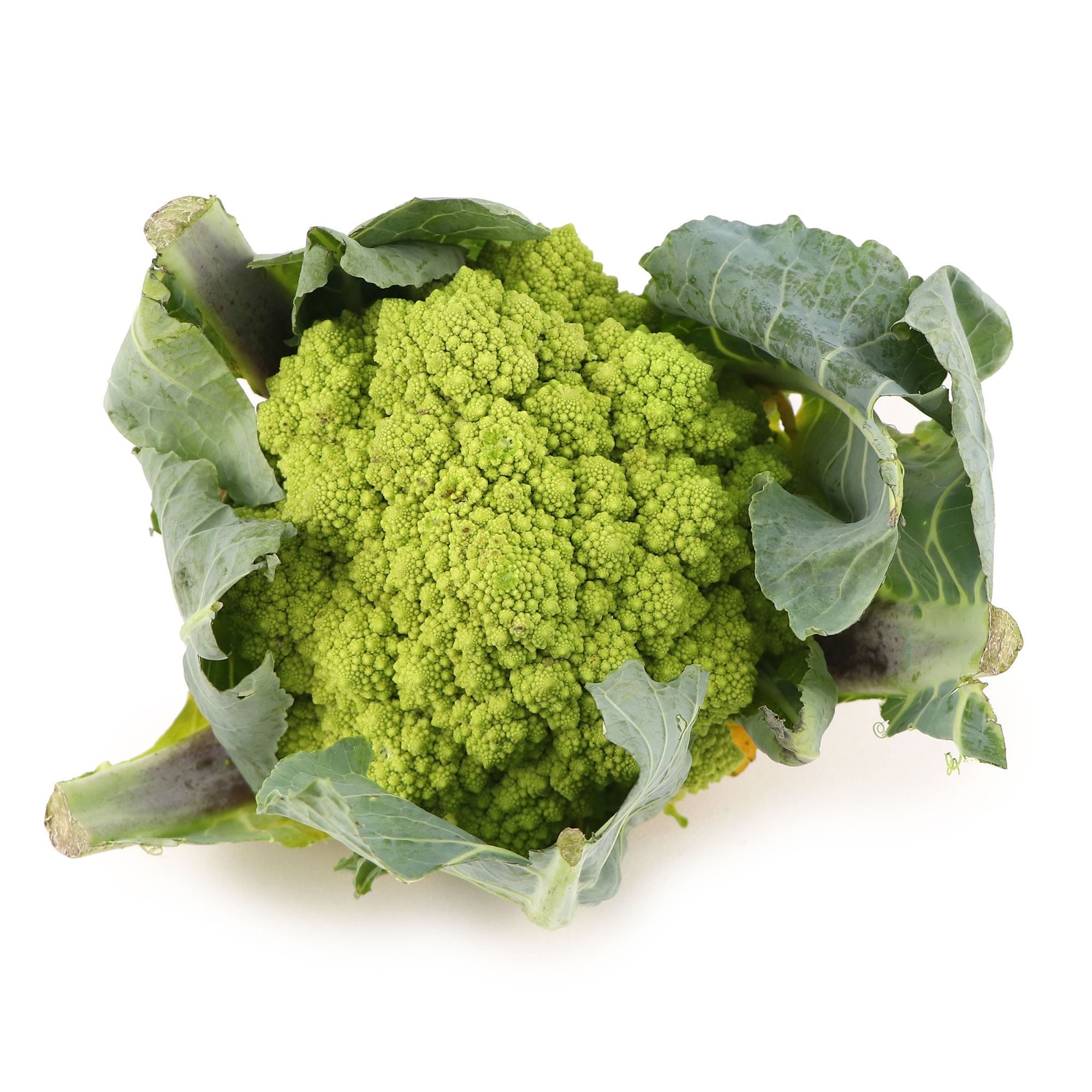 Romanesco - Spain