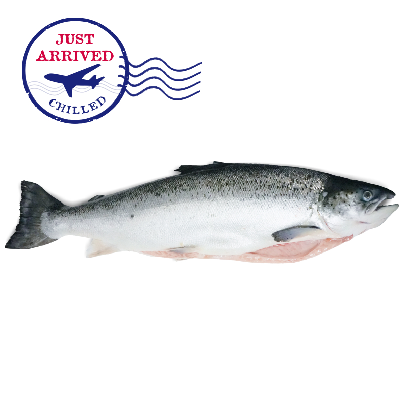 Irish OSO Organic Farmed Salmon (Gilled and Gutted)