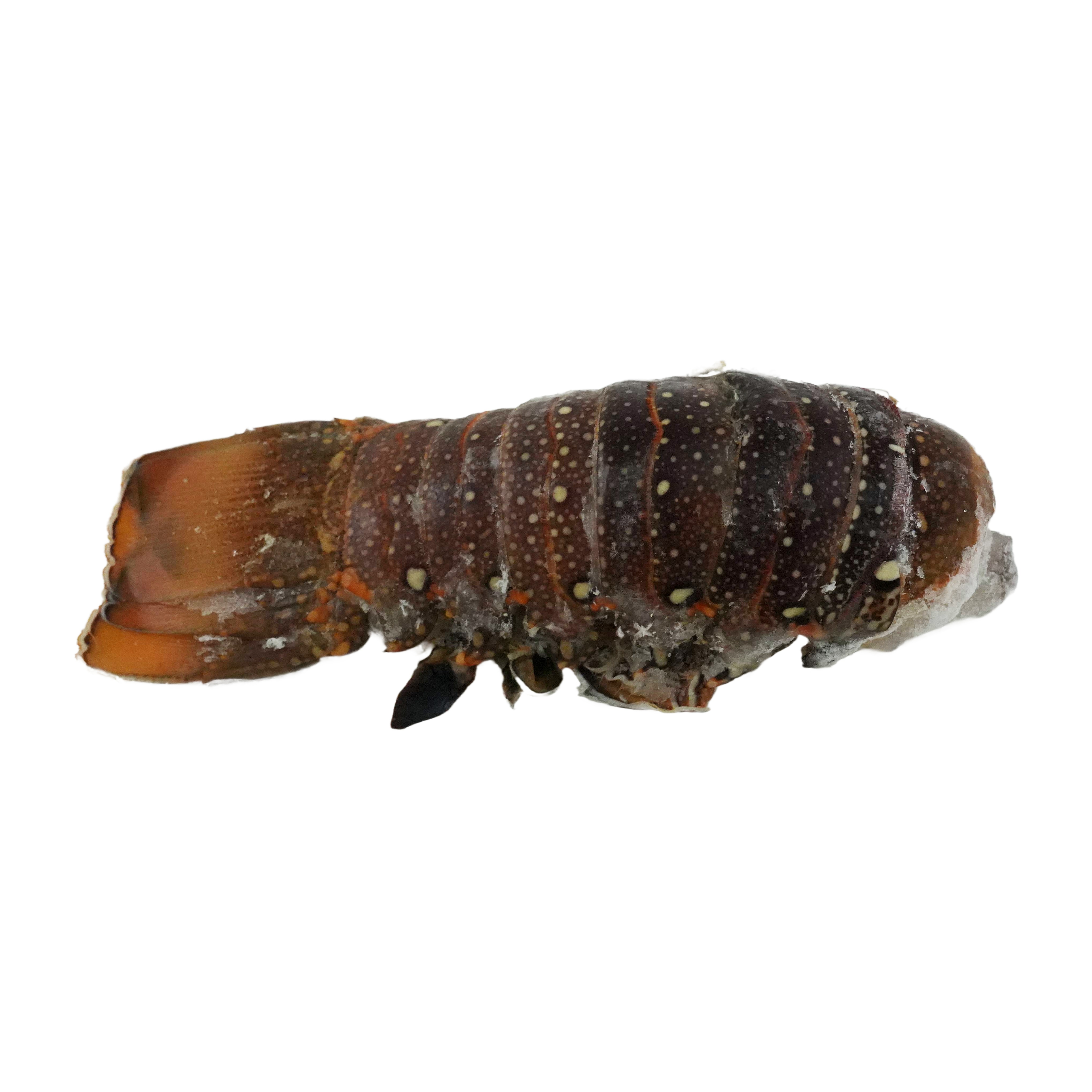 急凍莫桑比克龍蝦尾7-8安士*