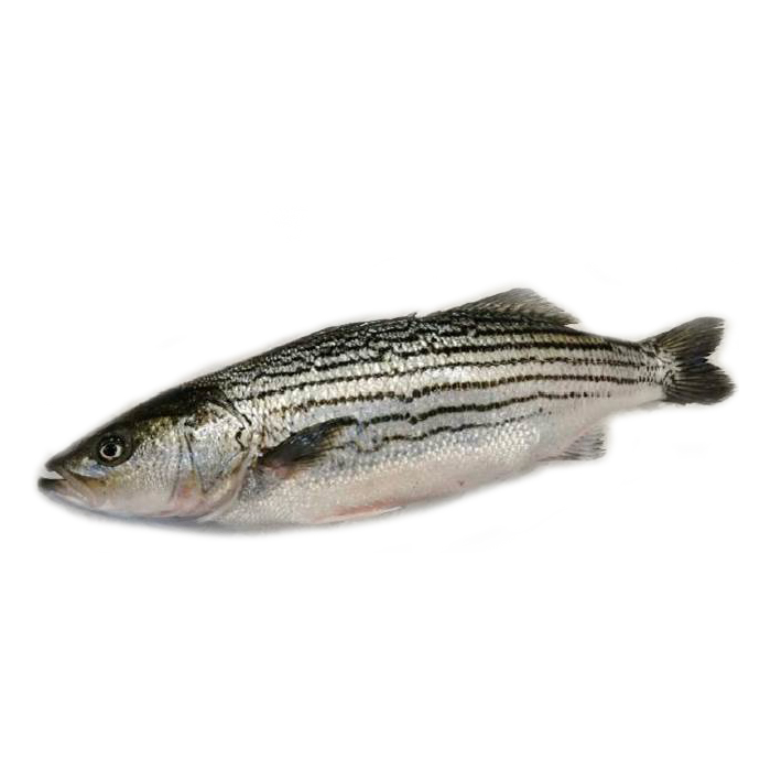 急凍美國野生捕獲銀花鱸魚(Striped Seabass) - 已去鰓及內藏