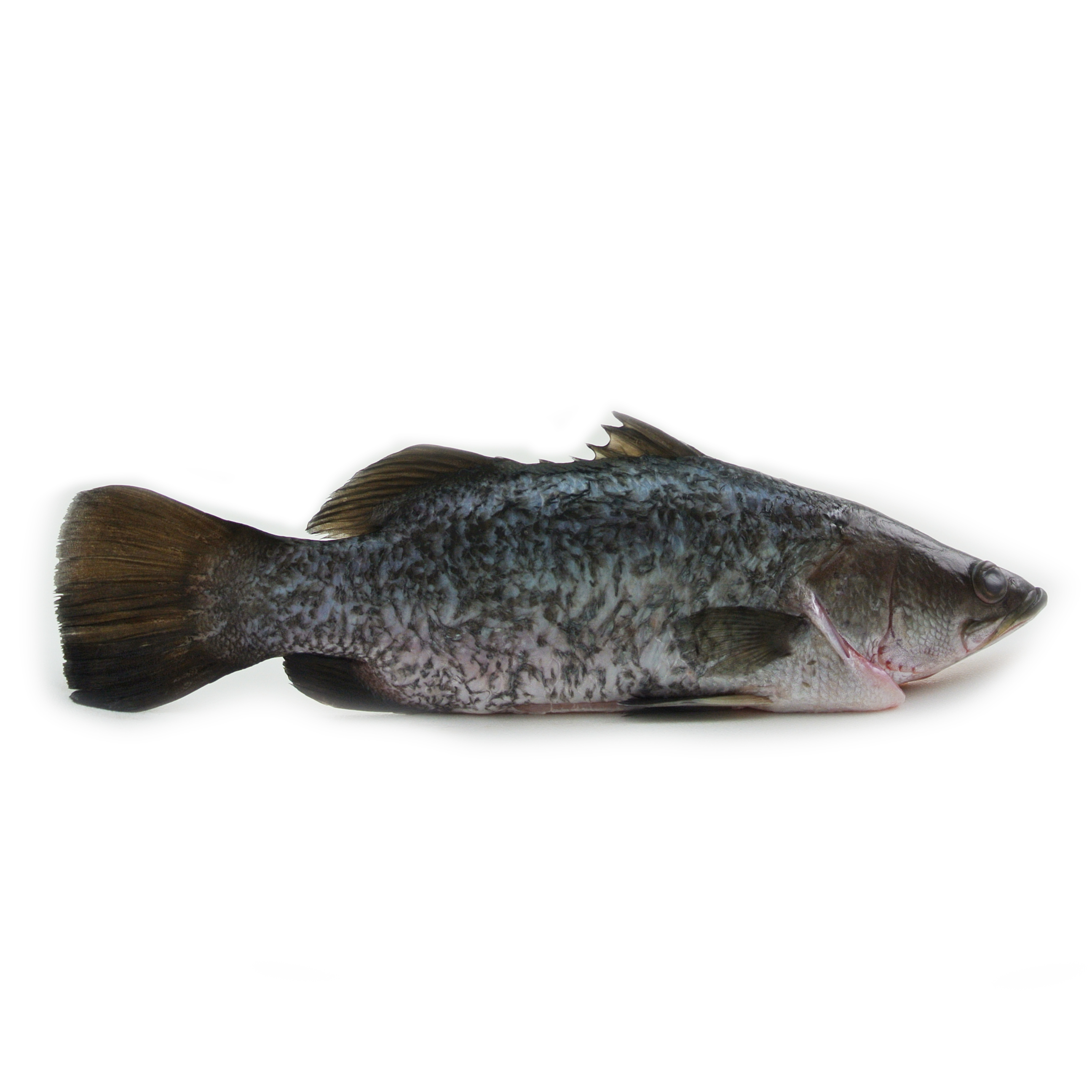 Australia Baby Barramundi (Gills & Gutted Removed)