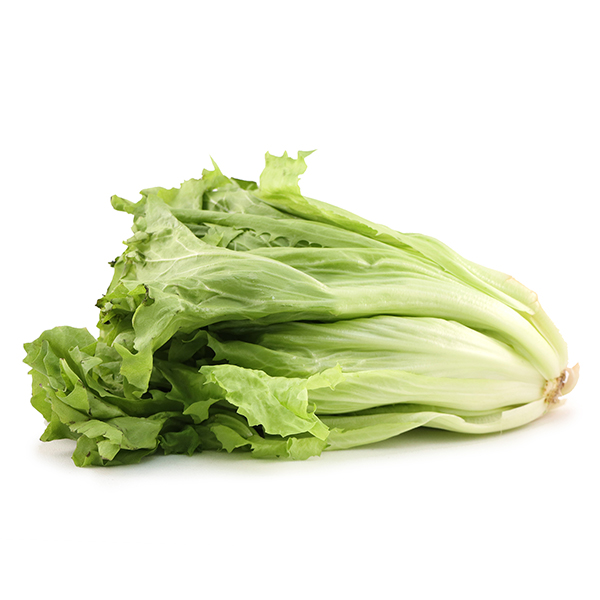 荷蘭九芽生菜(Frisee Lettuce)