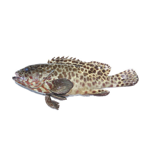 急凍澳洲石斑魚(Groper) - 已去鰓及內臟