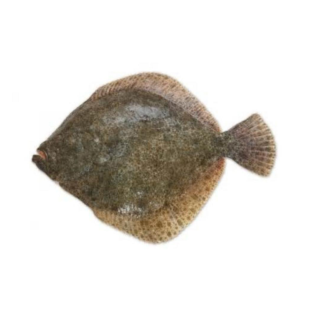 急凍法國野生原條多寶魚(Turbot)- 已去鰓及內臟