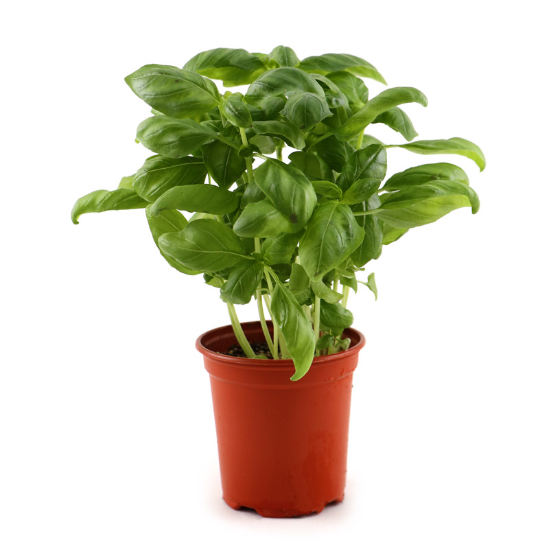 Basil 50g - Belgium*