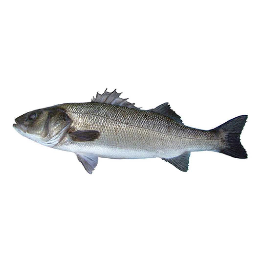 急凍法國養殖海鱸魚(Seabass)- 已去鰓及內臟