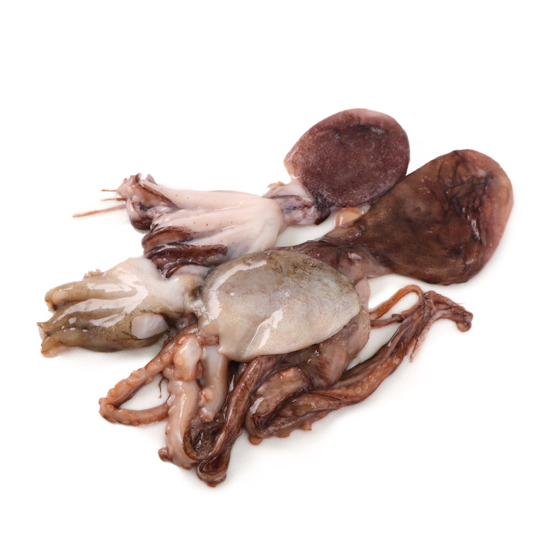 AUS Baby Octopus