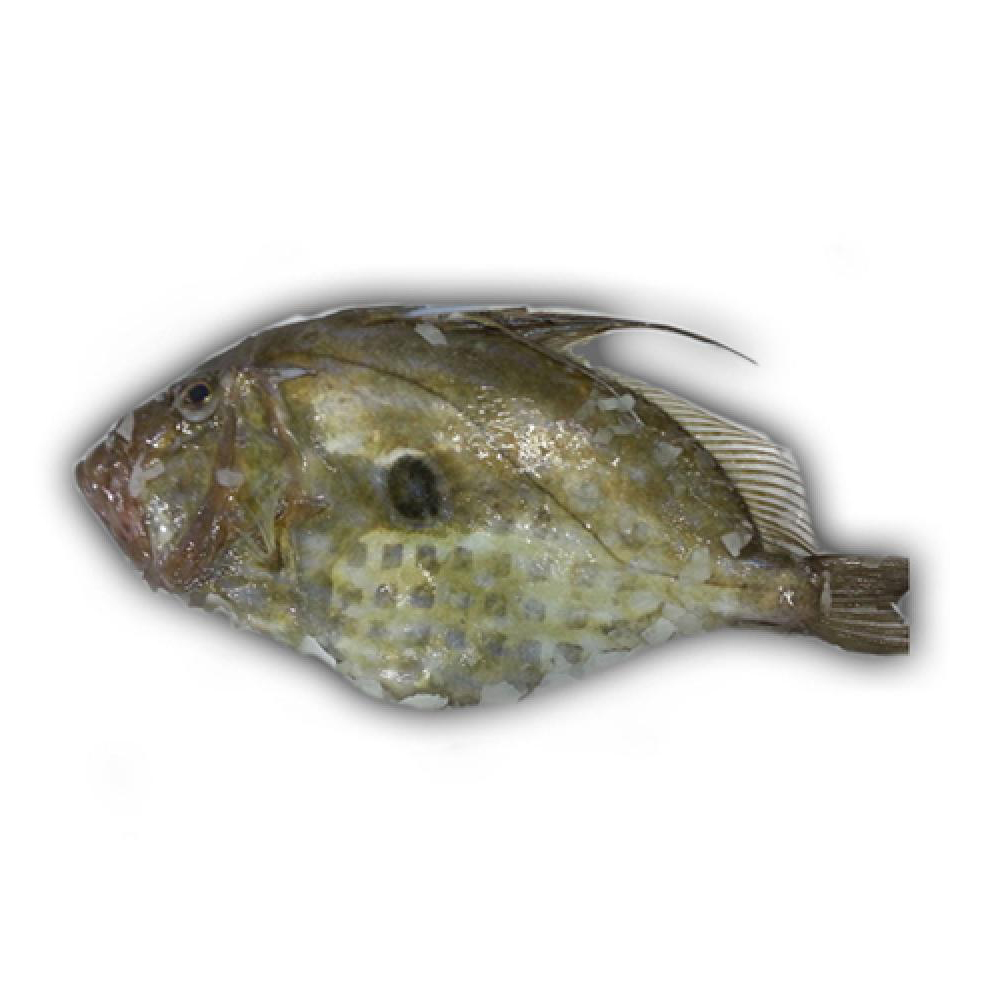 急凍法國野生原條海魴魚(John Dory) - 已去鰓及內臟