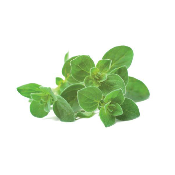 Oregano 100g - Israel*
