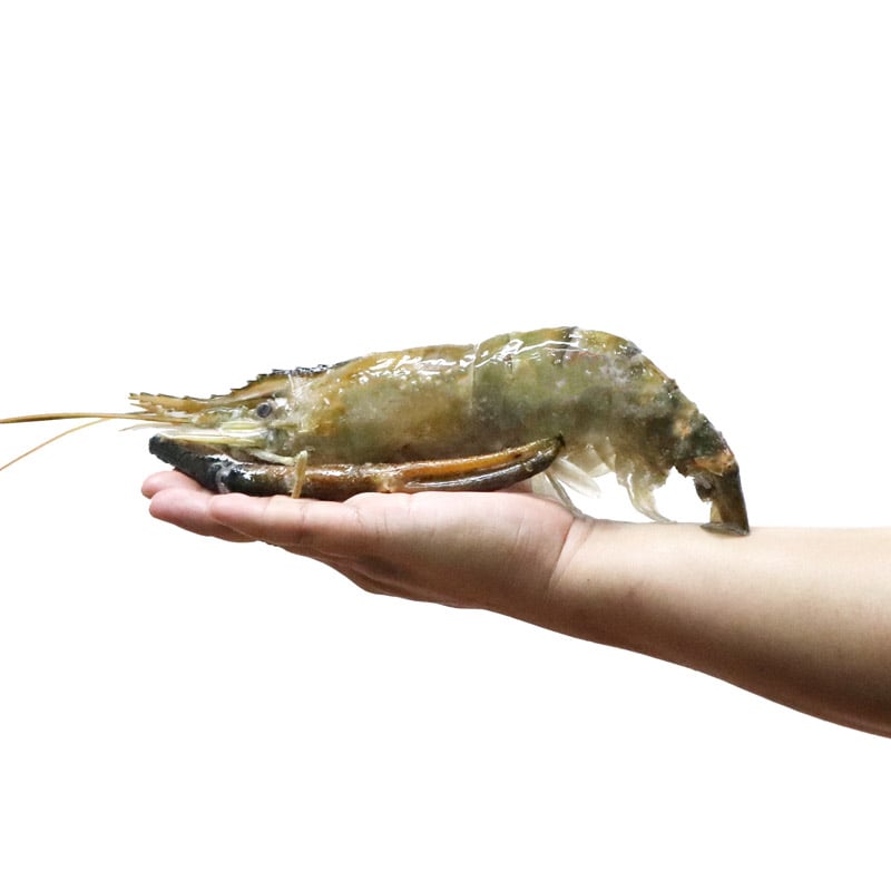 Frozen Vietnam Giant River Prawn (3pcs)*