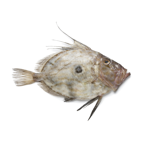 紐西蘭海魴魚柳(John Dory) - 已去鰓及內臟