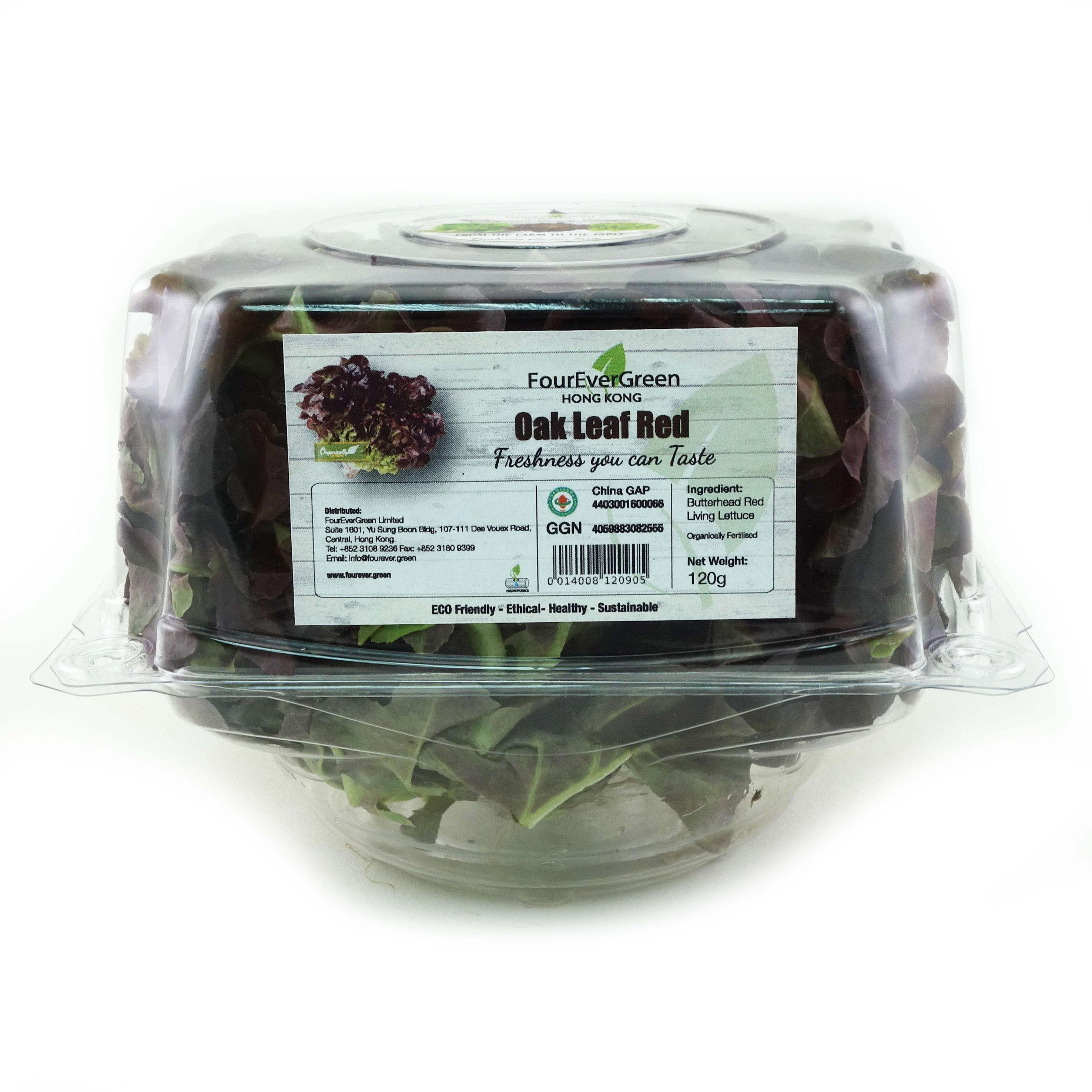 Hydroponic Oak Leaf Red 120g - HK*