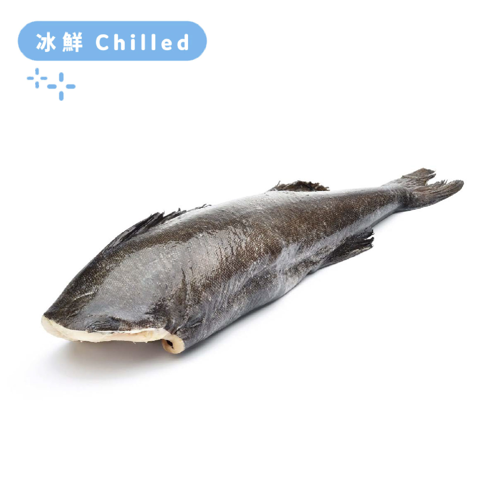 US Seremoni Grade Wild Caught Black Cod 7lb+ 