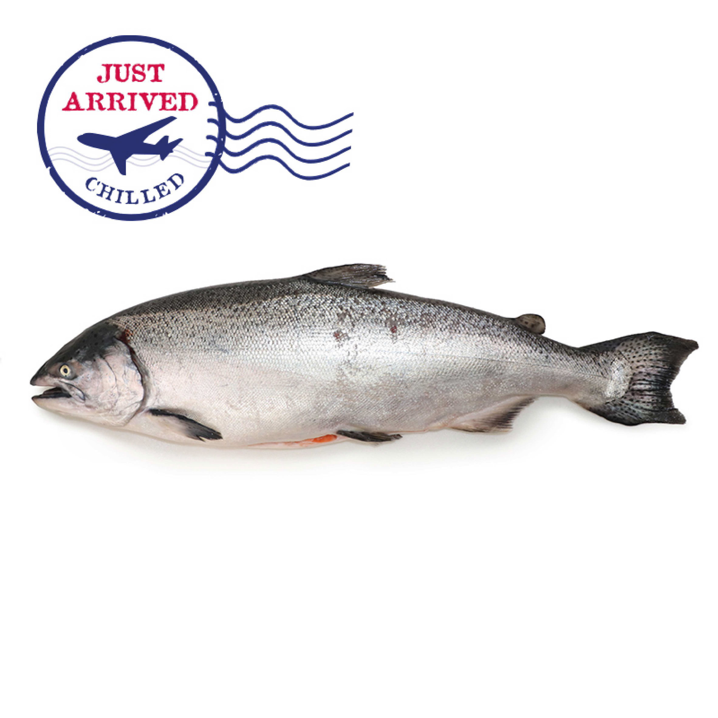 NZ Big Glory Bay Whole King Salmon (G&G)