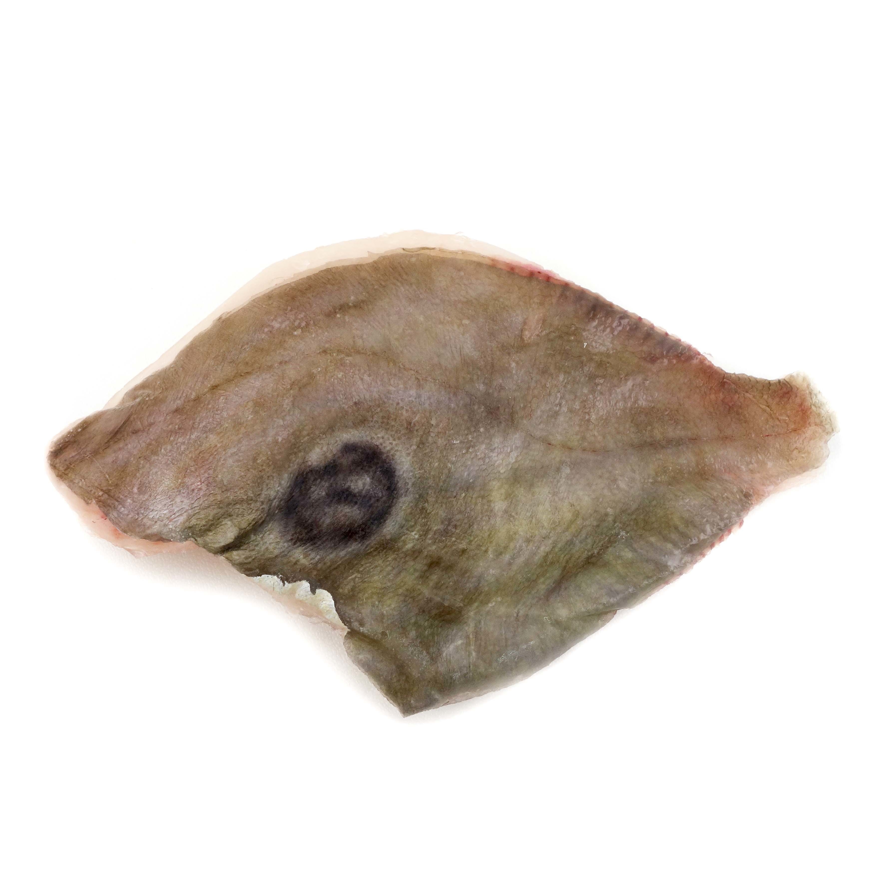 Frozen NZ Wild Caught John Dory Fillet