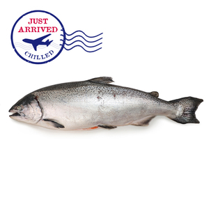 NZ Big Glory Bay King Salmon (Gilled and Gutted)