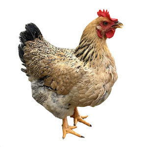 Hong Kong Farm Fresh Lung Chuen Chicken 1.5kg*
