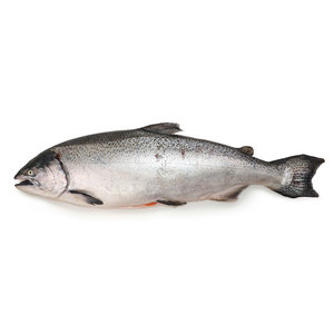 Frozen NZ Big Glory Bay Whole King Salmon (Gilled and Gutted)