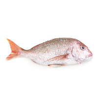 急凍澳洲原條野生鯛魚(Snapper) - 已去鰓及內臟