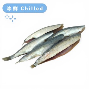 Atlantic Northeast Wild Caught Sardine Fillet