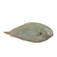 急凍紐西蘭原條野生龍脷魚(Sole) - 已去鰓及內臟