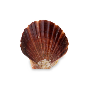Frozen Japan Whole Shell Scallop 1kg*