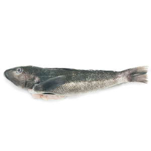 急凍紐西蘭野生捕獲藍鱈魚(已去鰓及內臟)