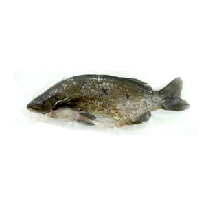 Frozen HK Jade Perch Fish 250-300g*