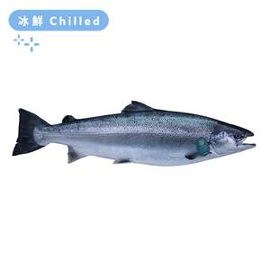 蘇格蘭Loch Duart 原條三文魚 (已去鰓及內臟)