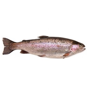 急凍澳洲原條彩虹鱒魚(Rainbow Trout) - 已去鰓及內臟