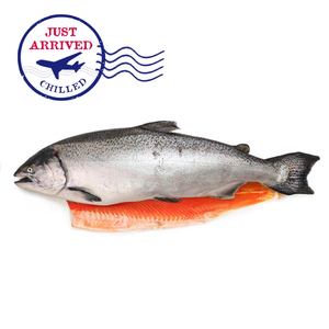 紐西蘭Big Glory Bay半條帝王三文魚