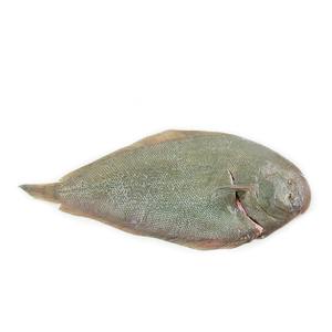 急凍紐西蘭原條野生捕獲龍脷魚(Sole) - 已去鰓及內臟